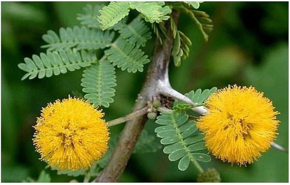SRI SAI FORESTRY - Arabic Gum (Acacia Nilotica) Babool Tree seeds - Live Fencing Tree Seeds - Image 6