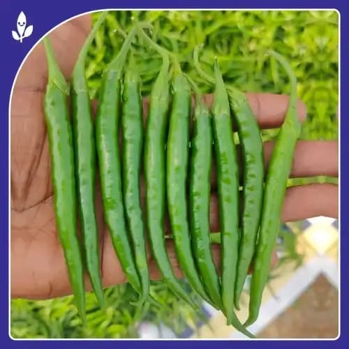 Sagar Tejal Chilli Seeds - (Mirchi Seeds) Highly Pungent, Dual Purpose, Early Maturity, High Yield Variety - Image 4