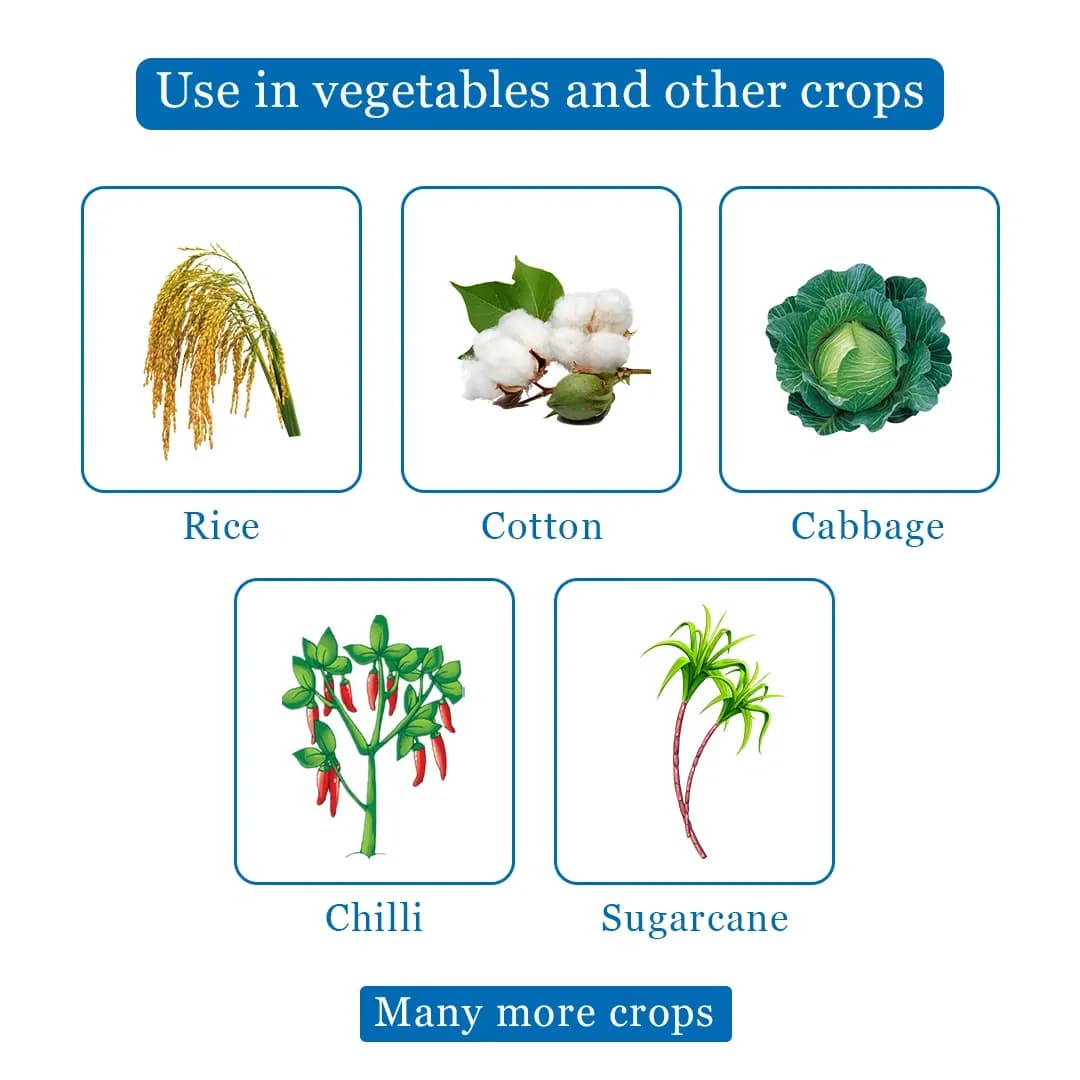 EBS Kavach Fipronil 5% SC Insecticide, Use On Paddy, Cotton, Chilli, Cabbage, And Sugarcane Crops For Sucking And Chewing Pests - Image 4