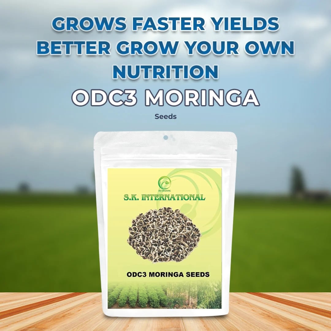 S.K. International ODC3 Drumstick Seeds - (Moringa Seeds) High Yielding Moringa Variety Seeds 100% Authentic