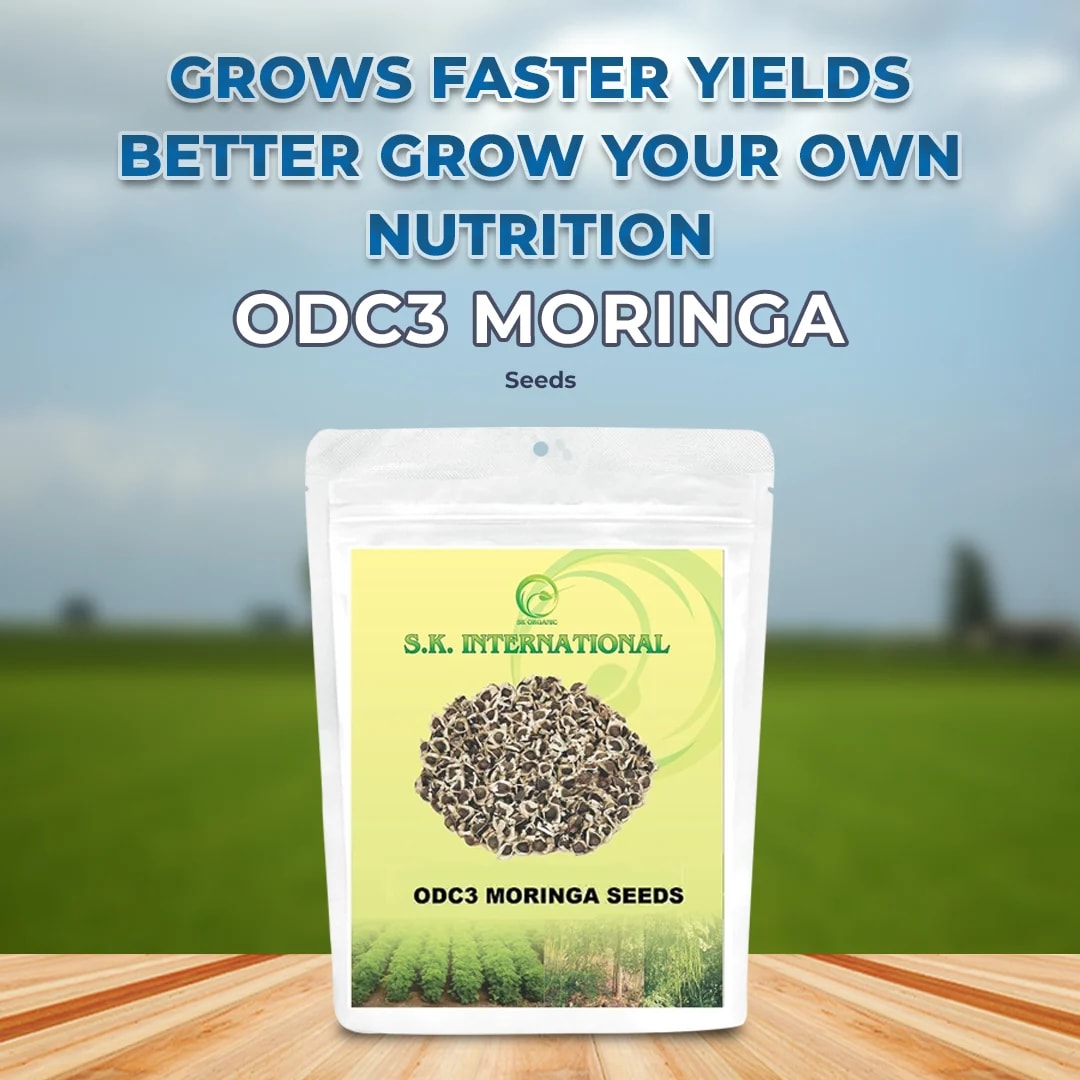 S.K. International ODC3 Drumstick Seeds - (Moringa Seeds) High Yielding Moringa Variety Seeds 100% Authentic