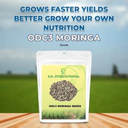 SK ORGANIC ODC3 Moringa Seeds, High Yielding Moringa Variety Seeds 100% Authentic 2