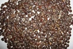 SRI SAI FORESTRY - Arabic Gum (Acacia Nilotica) Babool Tree seeds - Live Fencing Tree Seeds - Image 2