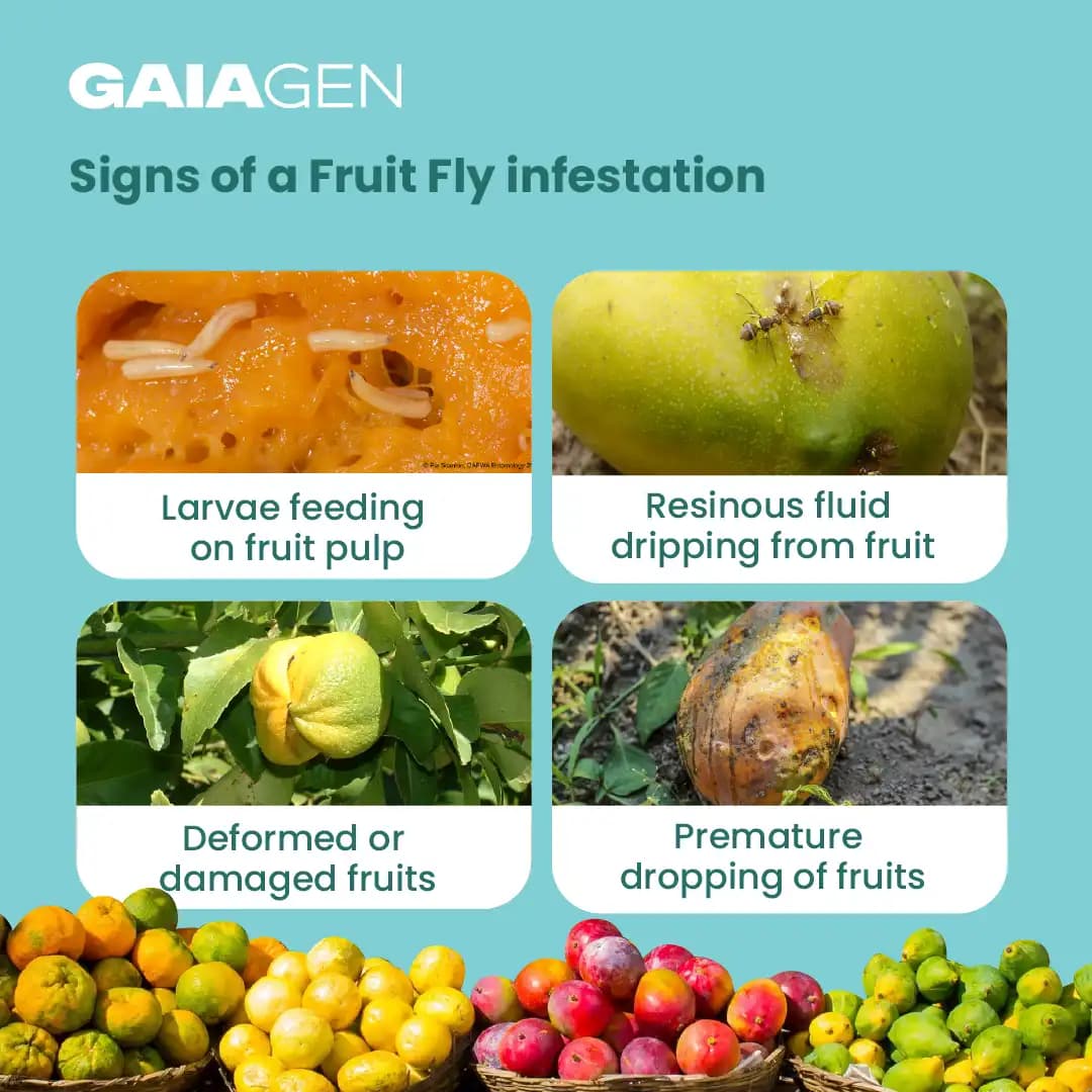 गाइएजेन फेरोमोन फल मक्खी ल्योर (बैकट्रोसेरा डॉर्सालिस) और कीट मक्खी जाल, आईएमओ प्रमाणित - Image 4