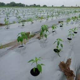 Siddhi Mulch Film, Zig Zag Holes Mulching Sheet, (1 Meter Width x 400 Meters Length) - Black and Silver 6