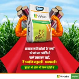 Syngenta Virtako Insecticide 3