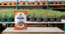 SRI SAI FORESTRY - Melia Dubia Seeds, Malabar Neem Seeds, Fast Growing Tree 5