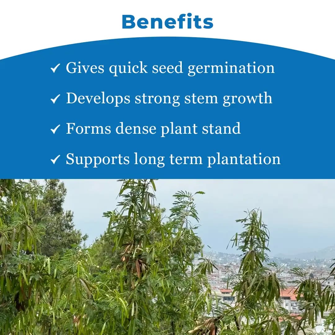 Sri Sai Forestry Subabul Seeds (Leucaena Leucocephala), Safed Babool, Ideal For Fodder Green Manure Plantation And Live Fencing - Image 4