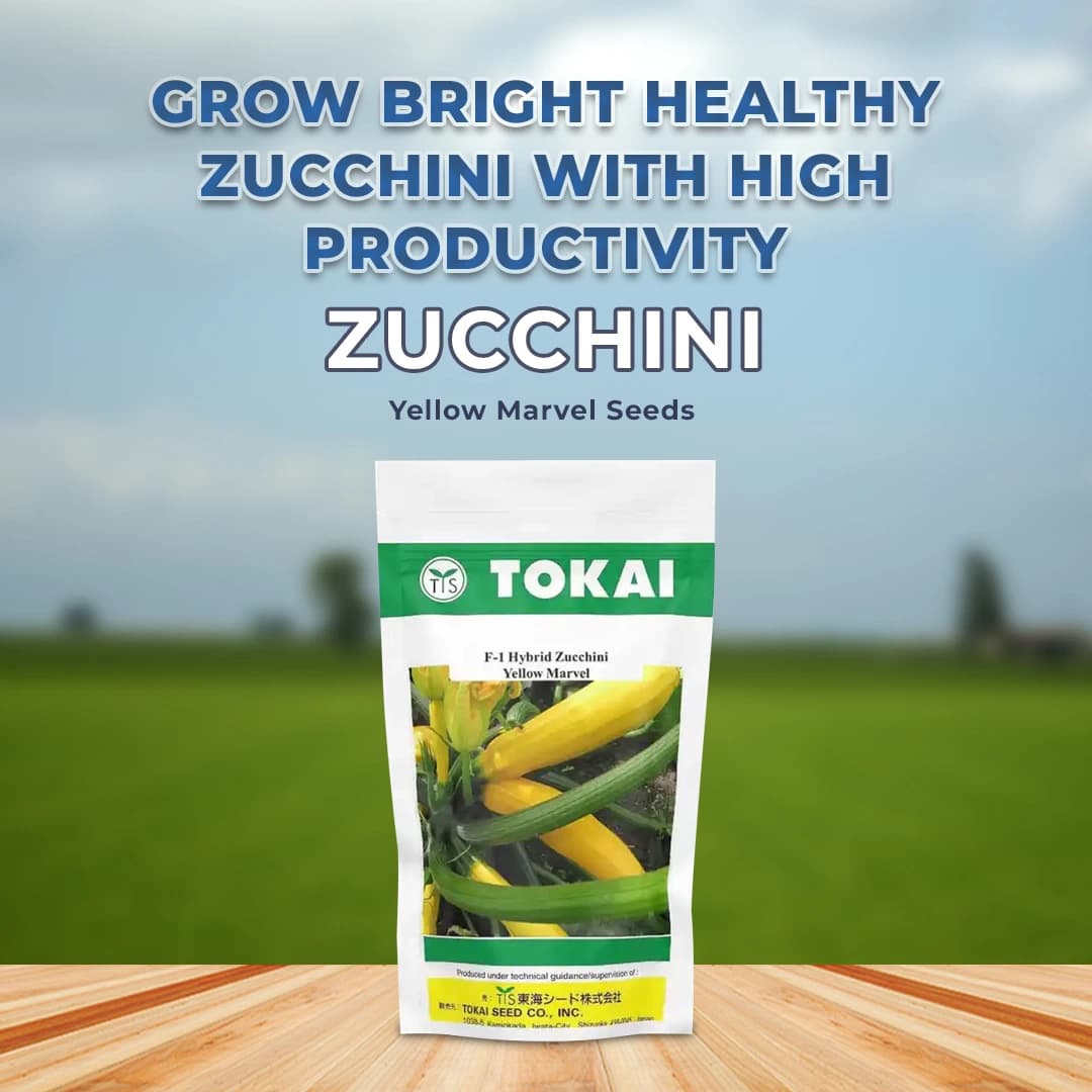 Tokai F1 Hybrid Zucchini Yellow Marvel, Bright Golden Color Variety, Excellent Flavour - Image 2