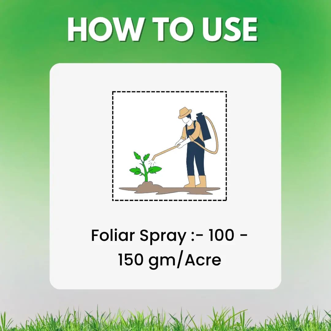 Katyayani PLANTIVO Tebuconazole 50% + Trifloxystrobin 25% WG Fungicide, Dual-Action Control Fungal Diseases - Image 5