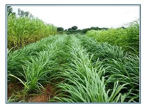 Sri Sai Forestry Punjabi Grass Seeds For Multi Cut, Animal Fodder Seeds, Green and Dry Fodder Seeds - Image 4