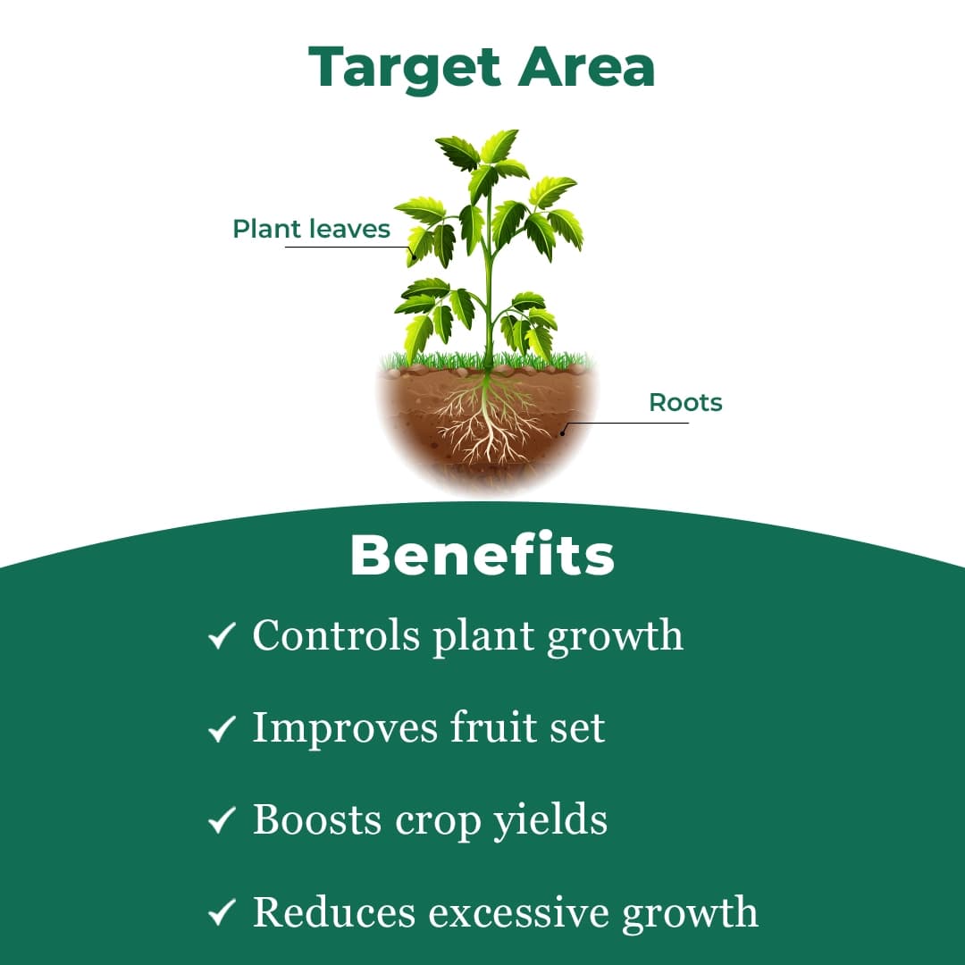 बीएसीएफ होर्ड एक्सटी - पैक्लोबुट्राजोल 23% एससी, प्लांट ग्रोथ रेगुलेटर, विशेष रूप से फलों के लिए. - Image 3