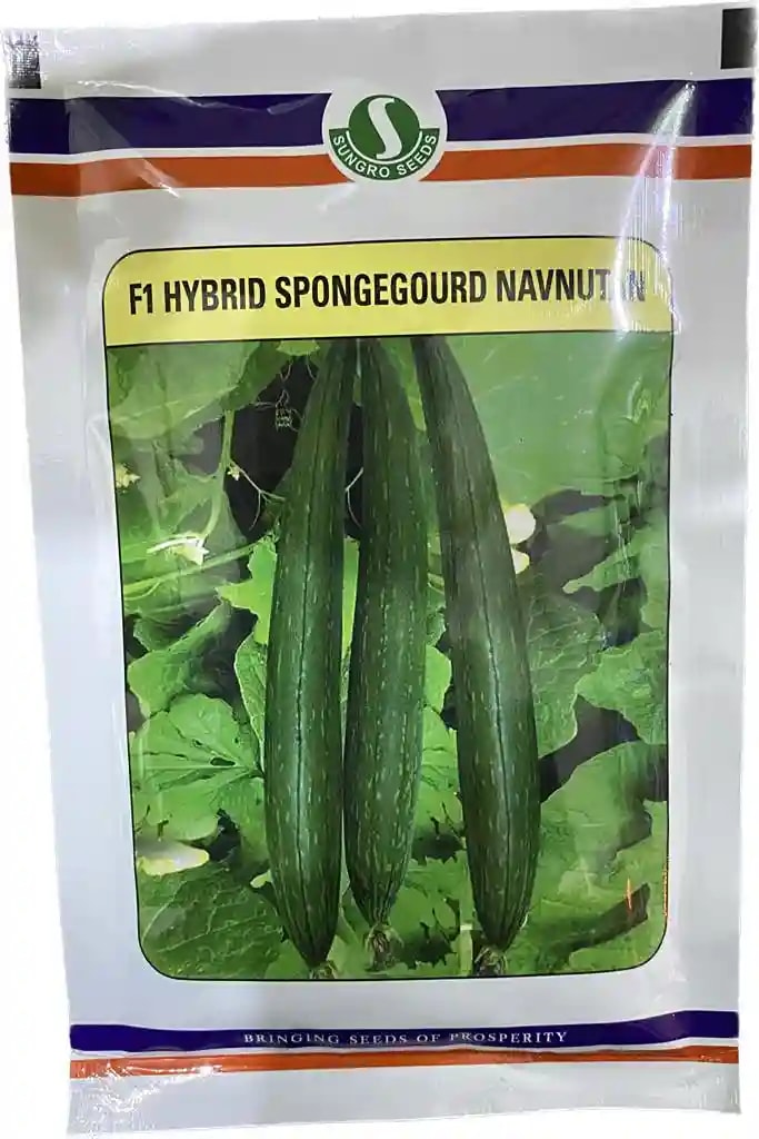 Sungro F1 Hybrid Navnutan Sponge Gourd Seeds, Light Green Fruit with White Seeds, Long In Shape and Early Maturity