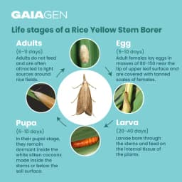 Gaiagen Scirpo Lure for Yellow Rice Stem Borer (Scirpophaga Incertulas) Pheromones Lure And Funnel Insect Traps 4