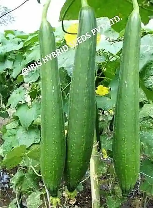 Iris Hybrid Vegetable Seeds F1 Hybrid Delta Sponge Gourd , Ghiya Ke Beej, Good Germination.