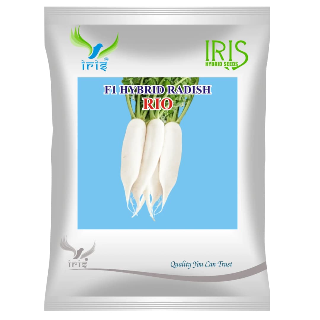 Iris RIO F1 Hybrid Radish Seeds, Early Maturity, Mild Pungent Glossy White Variety