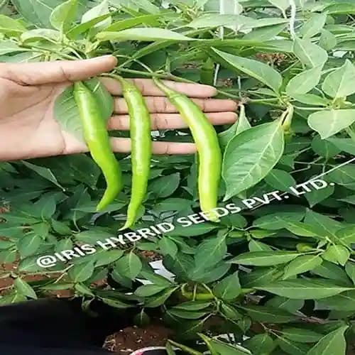 Iris Hybrid Vegetable Seeds F1 Hot Pepper (Chilli) HP-175, Mirchi Ke Beej, Suitable for Fresh and Drying Purpose - Image 4