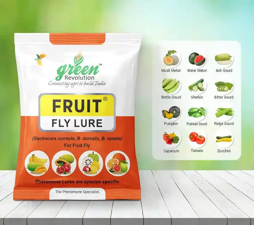 मैक्सप्लस ट्रैप, फ्रूट फ्लाई ल्यूर (बैक्ट्रोसेरा कोरेक्टा, ज़ोनटा, डोर्सालिसा फेरोमोन ल्यूर) आम, अमरूद, सपोटा, साइट्रस, केला और पपीता के लिए उपयोगी। - Image 7