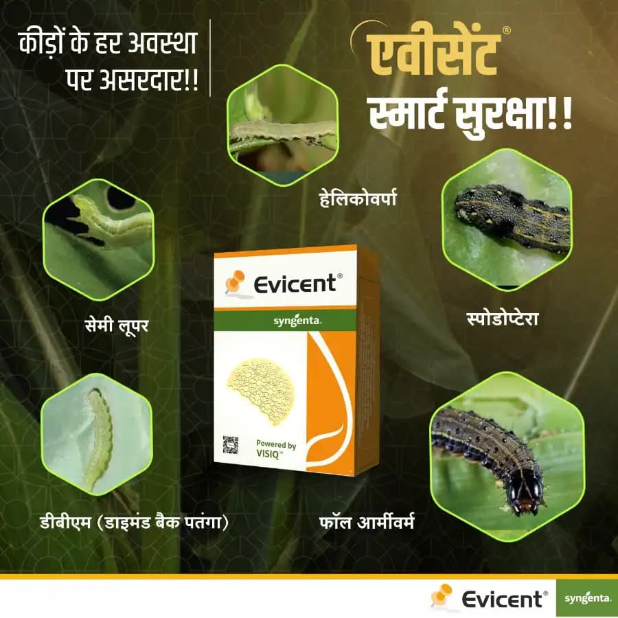 Syngenta Evicent Emamectin Benzoate 5% + Lufenuron 40% WG Insecticide, Effective For Lepidopteran, FAW, DBM, Helicoverpa Pests Control - Image 2