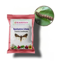 SK Agrotech Spodoptera Litura Cotton Leafworm Pheromone Trap With Lure - Effective Monitoring and Control 4