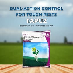Adama Tapuz Buprofezin 15% + Acephate 35% WP, Long-Lasting and Effective Tool for BPH and WBPH in Rice 2