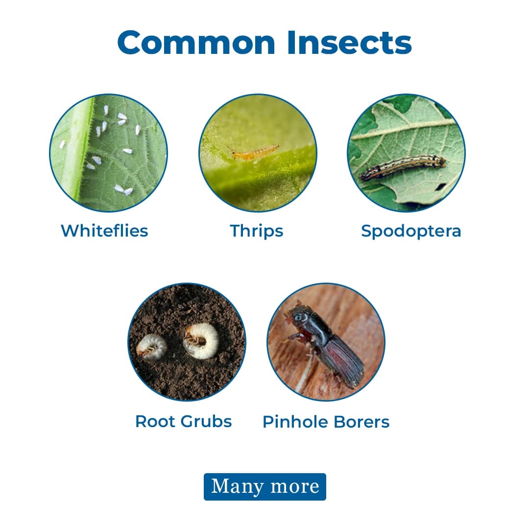 Dr. Bacto\'s VBM Bio-Insecticide - Verticillium Lecanii + Beauveria Bassiana + Metarhizium Anisopliae - Image 3