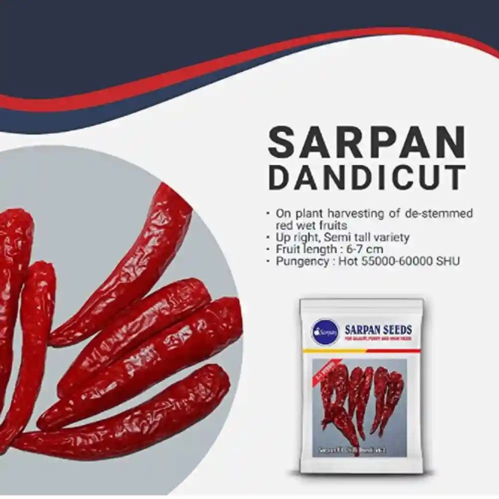 Sarpan Dandicut 2 F1 Hybrid Chilli Seeds, Shiny Green Fresh and Dark Red Dry Fruits