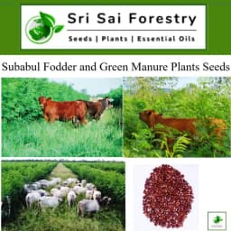 Sri Sai Forestry Subabul Seeds (Leucaena Leucocephala), Safed Babool, Ideal For Fodder Green Manure Plantation And Live Fencing 8