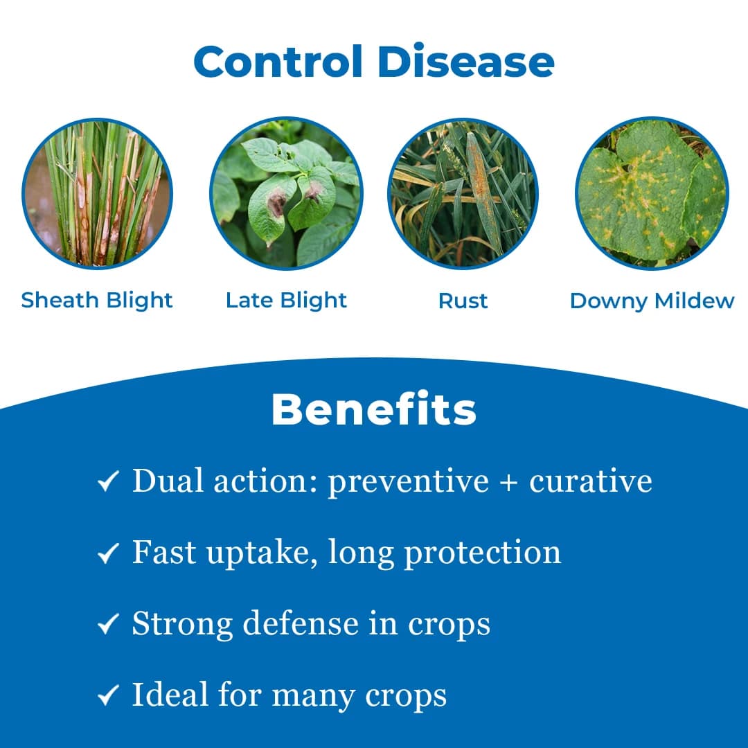 Adama Apropo Azoxystrobin 7.1% + Propiconazole 11.9% SE, Is a Broad-Spectrum Systemic Fungicide - Image 3
