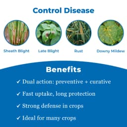 Adama Apropo Azoxystrobin 7.1% + Propiconazole 11.9% SE, Is a Broad-Spectrum Systemic Fungicide 3