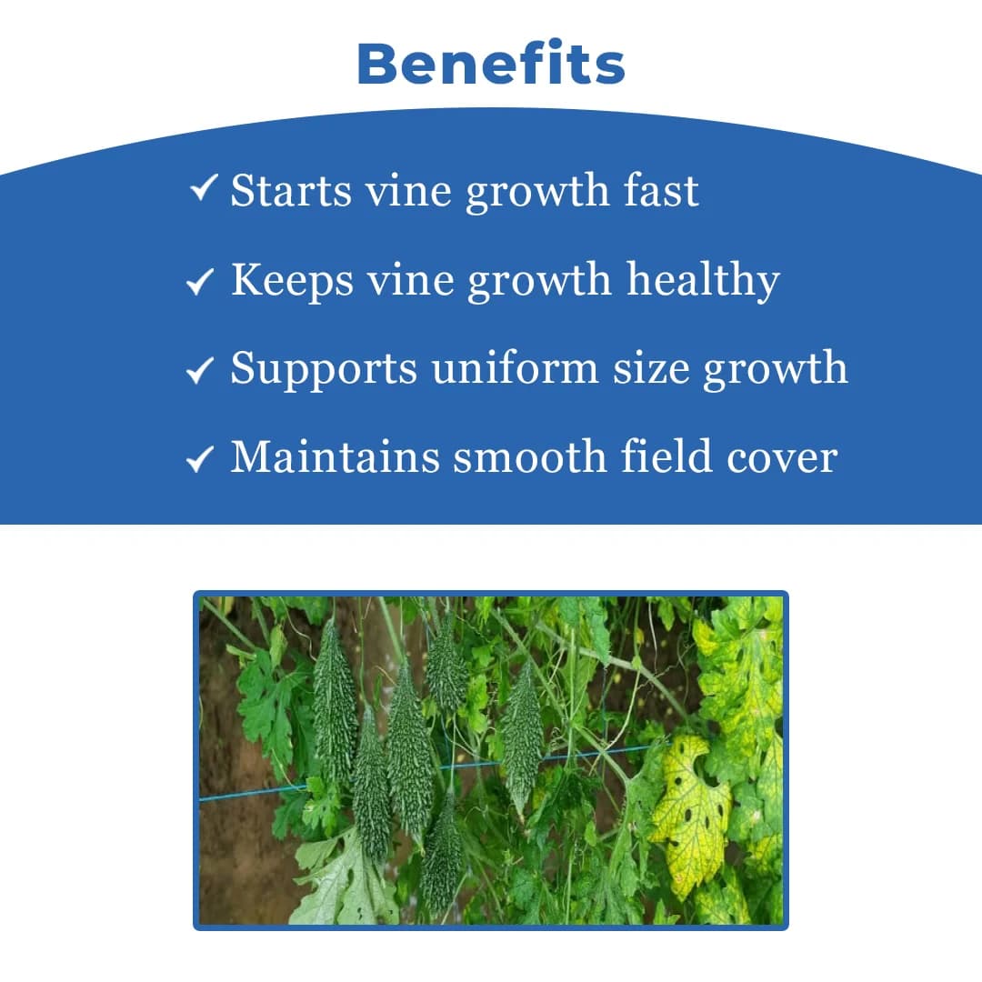 Sagar 1515 Hybrid Bitter Gourd Seeds, Dark Green and Uniform Fruits, High Yield Variety Seeds - Image 4