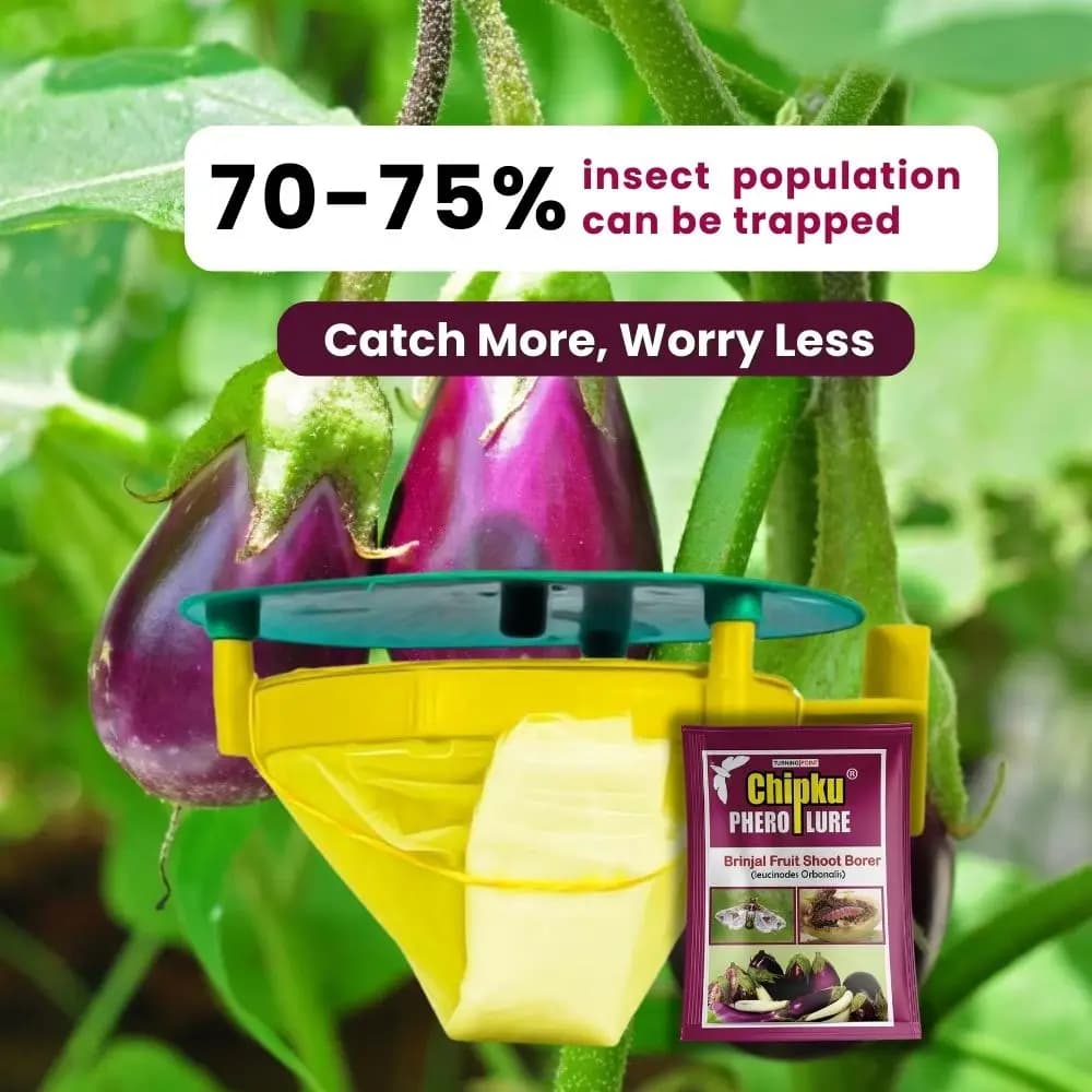 चिपकू फेरोमोने ट्रैप फुन्नील विथ ल्यूसिनोड्स ऑर्बोनेलिस ल्यूर, के साथ बैंगन फल और तना छेदक ल्यूसिन के कीट पतंगे को पकड़ने के लिए (ट्रैप और ल्यूर)। - Image 4