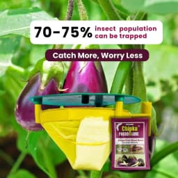 Chipku Pheromone Trap Funnel With Leucinodes Orbonalis Lure, To Catch Insect Moth Of Brinjal Fruit and Shoot Borer Lucin, Trap And Lure 4