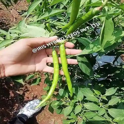 Iris Hybrid Vegetable Seeds F1 Hot Pepper (Chilli) HP-175, Mirchi Ke Beej, Suitable for Fresh and Drying Purpose - Image 1
