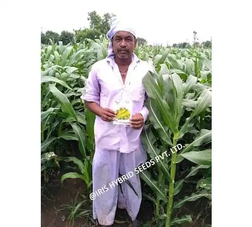 Iris Hybrid Vegetable Seeds F1 Hybrid Sweet Corn Honey Max, Best In Taste. - Image 2
