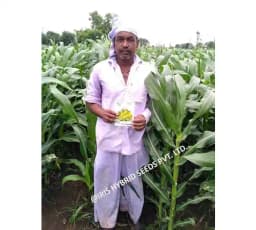 Iris Hybrid Vegetable Seeds F1 Hybrid Sweet Corn Honey Max, Best In Taste. 2