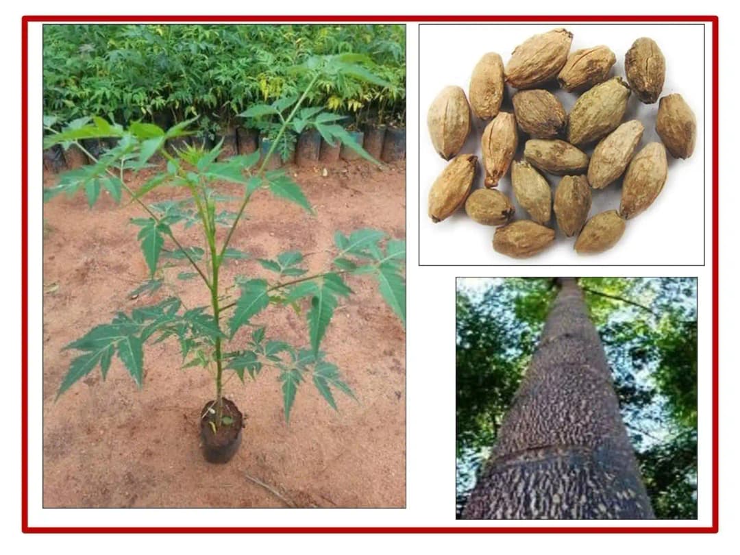 SRI SAI FORESTRY - Melia Dubia Seeds, Malabar Neem Seeds, Fast Growing Tree - Image 2