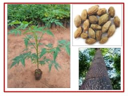 SRI SAI FORESTRY - Melia Dubia Seeds, Malabar Neem Seeds, Fast Growing Tree 2