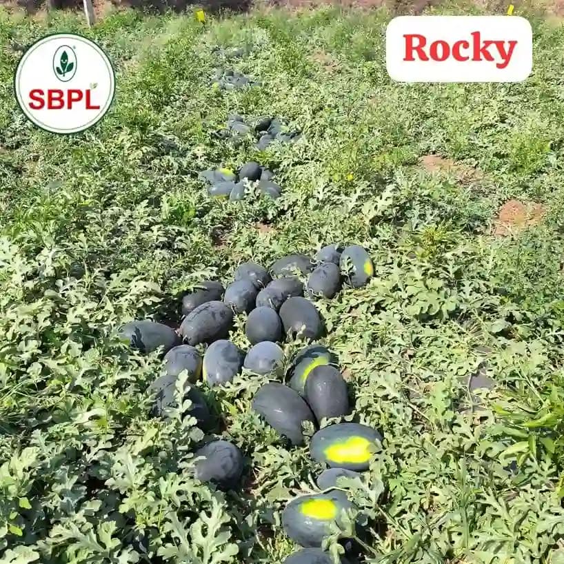 Sagar Rocky F1 Hybrid Watermelon Seed, Diploid Variety With Crimson Sweet Rind And Crisp Red Flesh - Image 2