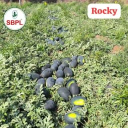 Sagar Rocky F1 Hybrid Watermelon Seed, Diploid Variety With Crimson Sweet Rind And Crisp Red Flesh 2