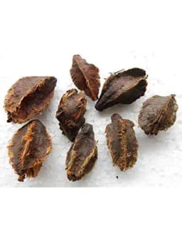 RK Seeds Sacred Terminalia Arjuna seeds , Arjun Tree seeds , Marudha Maram, Neer Maruthu tree seeds- Temple tree seeds,Arjun tree seeds for planting 1