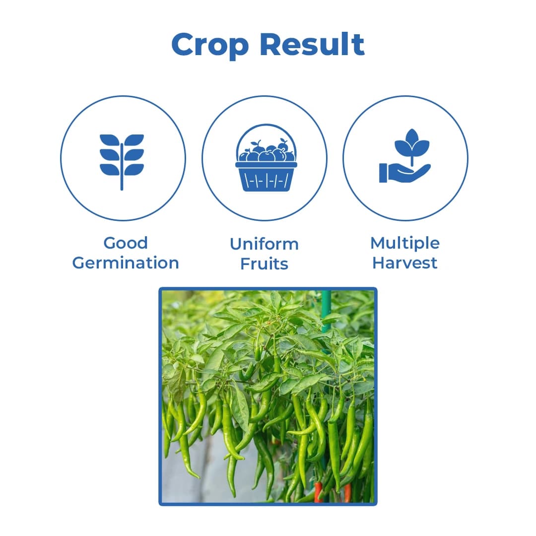 Sagar Reva Chilli Seeds - (Mirchi Seeds) High Pungency, Dual Purpose, Early Maturity - Image 3