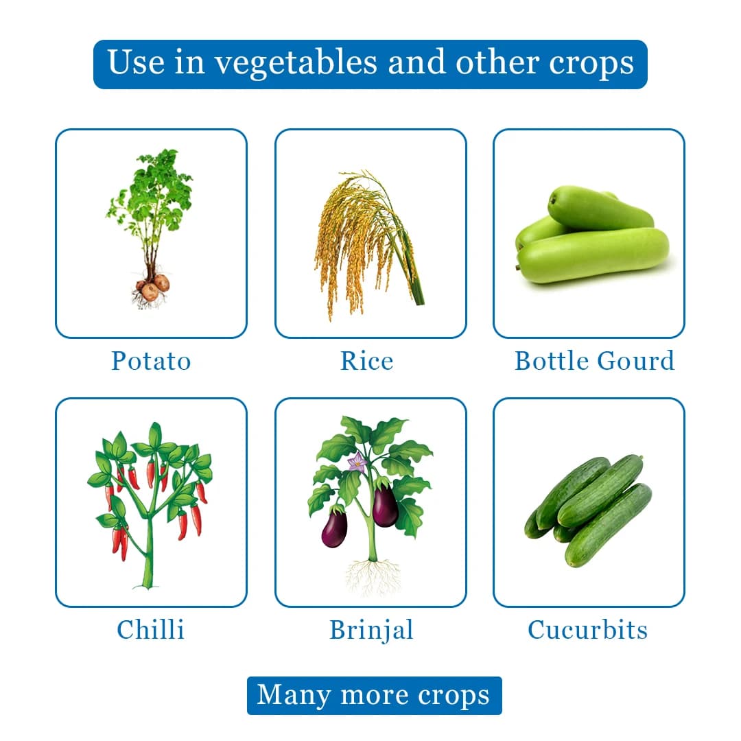 Mytoren - Pymetrozine 50% WG, Powerful Control Against Rice Plant Hopper, Also Control All Stages Of Aphids, Whiteflies. - Image 4