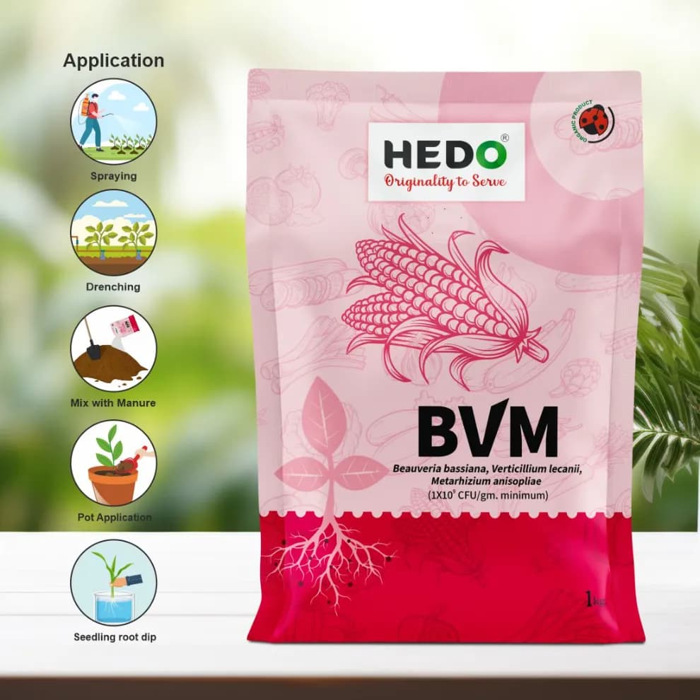 HEDO BVM Powder Bio-Insecticide - Beauveria bassiana + Verticillum Lecanii + Metarhizium Anisopliae - Image 8