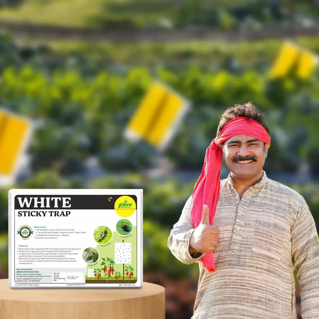 ग्रीन रेवोलुशन वाइट स्टिकी ट्रैप्स, ए4 साइज, फ्लावर थ्रिप्स और ब्लैक थ्रिप्स के लिए उपयोग करें। - Image 5