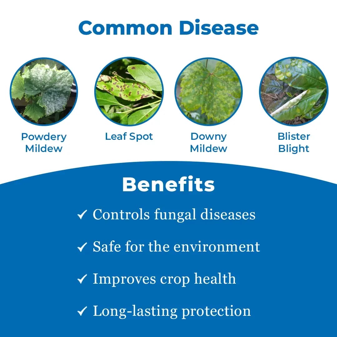 Cropex Ecofit+ Adhatoda Vasica Powder Botanical Extract Biostimulant For Potato Crops Growth - Image 3