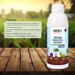 HEDO Potassium Mobilizing Bacteria (KMB) Liquid Bio Fertilizer, To Increase The Fruit Quality & Growth Of The Crops 3