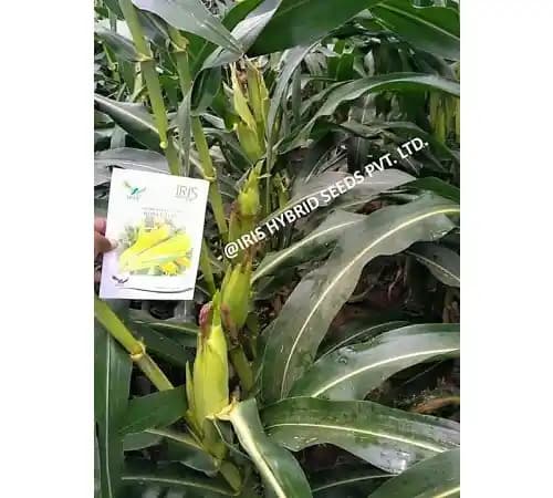 Iris Hybrid Vegetable Seeds F1 Hybrid Sweet Corn Honey Max, Best In Taste. - Image 3