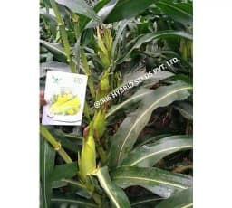 Iris Hybrid Vegetable Seeds F1 Hybrid Sweet Corn Honey Max, Best In Taste. 3