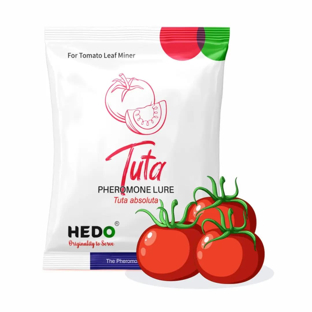 HEDO Tuta Pheromone Lure With Delta Trap (Tuta Absoluta) To Control Leaf Miner In Tomato, Cherry Tomato And Potato - Image 4